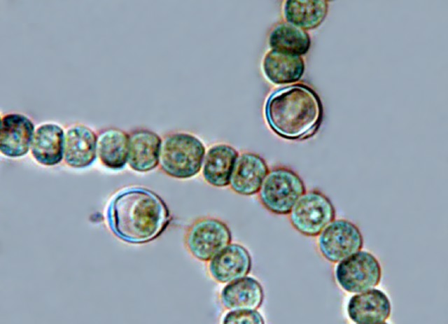 Stefansbachtal Gevelsberg Nostoc commune, Nostocales, Cyanobacteria